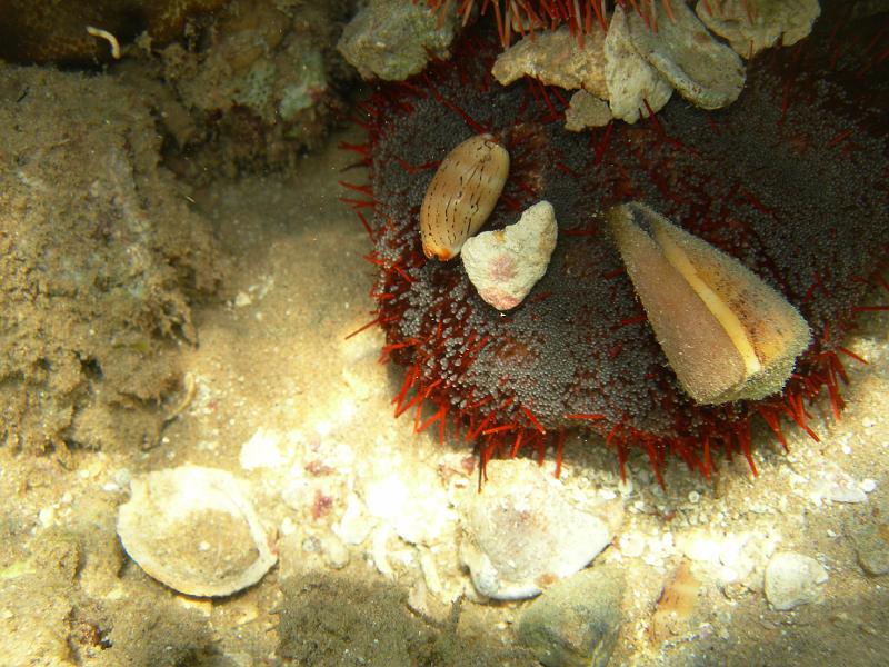 SAFAGA 07  2008 004.jpg